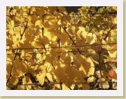 2005-11-01 16-30-17 Octobre 221,9mm 1_256_eme F6,0 * 2560 x 1920 * (2.46MB)